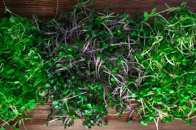 wooden tray of mixed microgreens